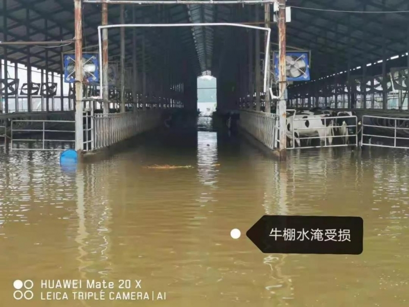 【乳報(bào)·聚焦】“豫”難而上的中原牛人“太中了”！
