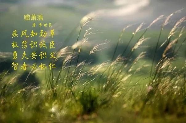 花花牛 | 疾風(fēng)來臨，你是不是勁草？